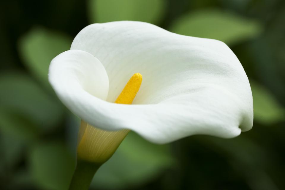 summer-flower-calla-lily